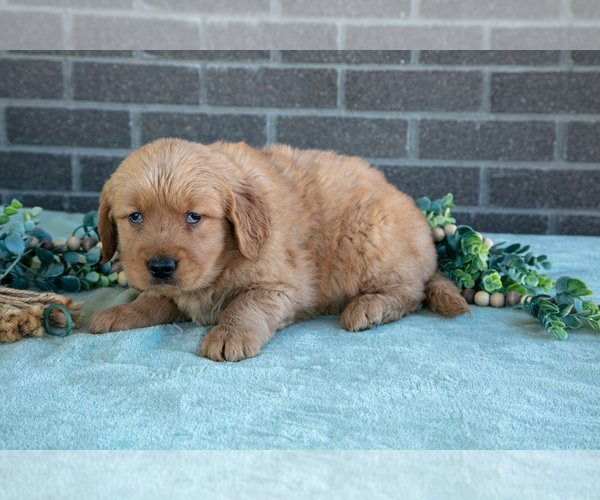 Medium Photo #3 Golden Retriever Puppy For Sale in MILLERSBURG, OH, USA