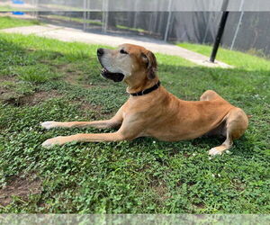 Great Dane Dogs for adoption in Bullard, TX, USA