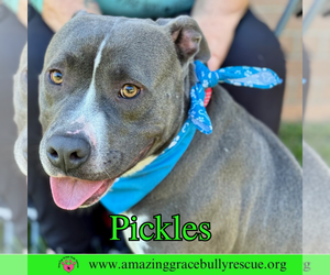 Pickles - Male American Bulldog-Unknown Mix Dog for Adoption - Photo #4
