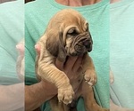 Red F - Female Bloodhound Puppy for Sale - Photo #4