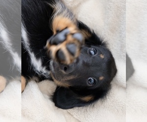 Dachshund Puppy for Sale in WARREN, Michigan USA