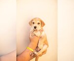 Small #2 Mutt