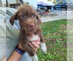 Small #1 Chihuahua Mix