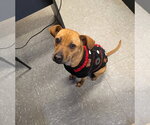 Small #1 Mutt