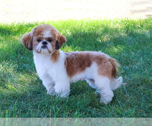 Father of the Shih Tzu puppies born on 02/05/2026