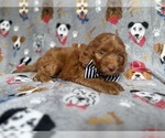 Small #4 Cockapoo (Miniature)