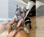 Small Photo #13 French Bulldog Puppy For Sale in PADUCAH, KY, USA