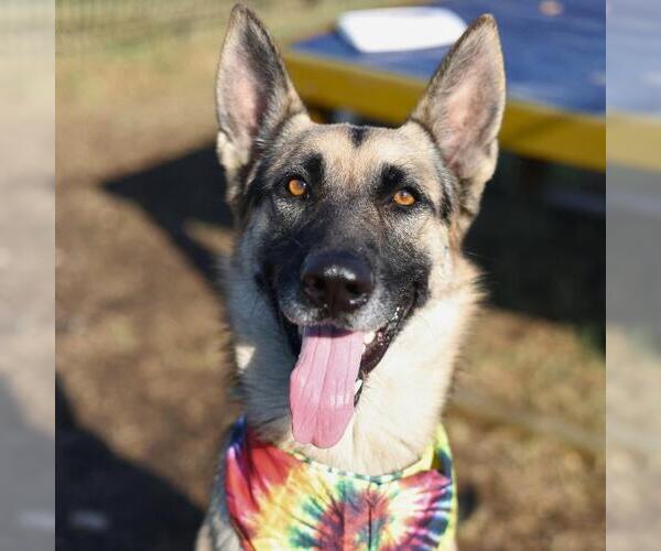 Medium Photo #1 German Shepherd Dog Puppy For Sale in San Antonio, TX, USA