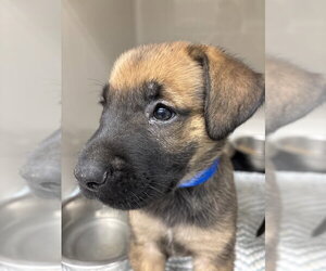 German Shepherd Dog-Unknown Mix Dogs for adoption in Las Vegas, NV, USA