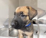 Small German Shepherd Dog Mix