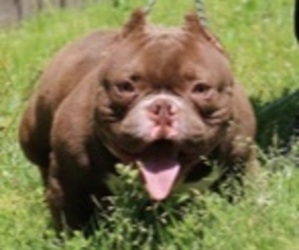 Father of the American Bully puppies born on 11/04/2022