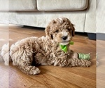 Small #2 Goldendoodle (Miniature)