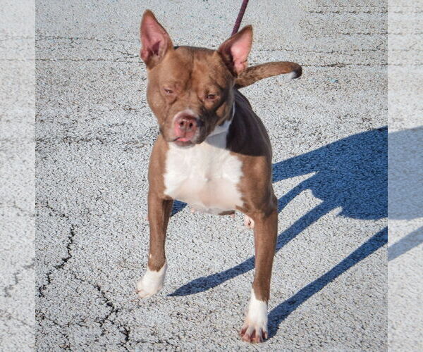 Medium Photo #4 American Bulldog-American Staffordshire Terrier Mix Puppy For Sale in Huntley, IL, USA