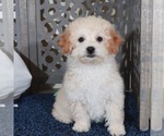 Small #1 Poochon