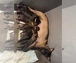 Mother of the Malinois puppies born on 04/22/2025