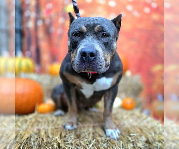 Medium Photo #2 American Pit Bull Terrier-Unknown Mix Puppy For Sale in Long Beach, CA, USA