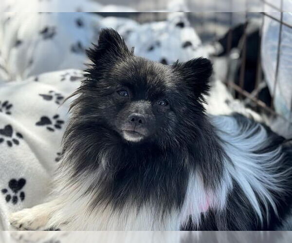 Medium Photo #3 Pomeranian Puppy For Sale in Bon Carbo, CO, USA