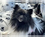 Small #2 Pomeranian