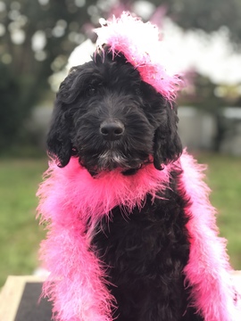 Medium Photo #1 Goldendoodle-Poodle (Standard) Mix Puppy For Sale in KISSIMMEE, FL, USA