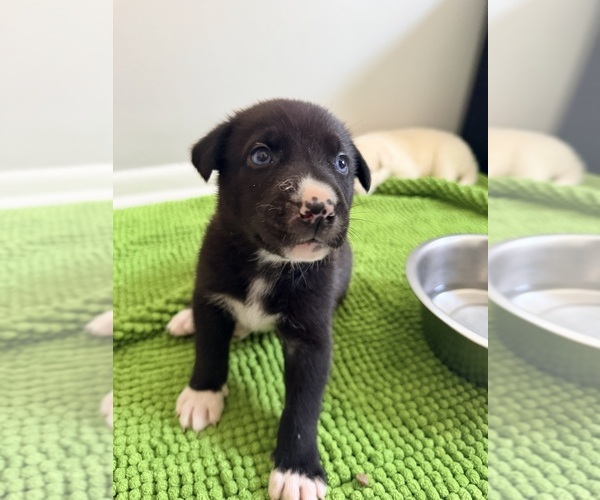 Medium Photo #5 Siberian Husky-Unknown Mix Puppy For Sale in ONTARIO, CA, USA