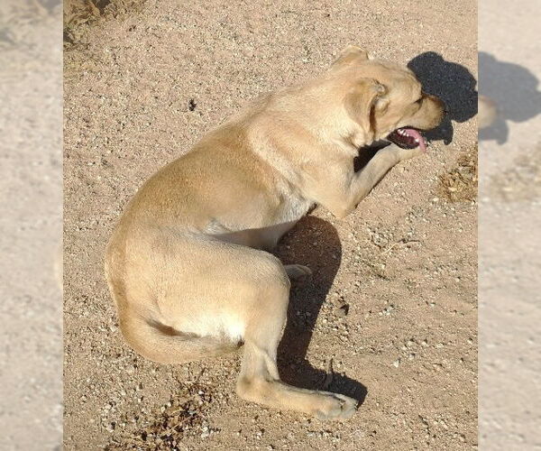 Medium Photo #10 Mutt Puppy For Sale in Apple Valley, CA, USA