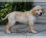 Small #3 Golden Retriever