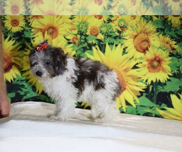 Medium Photo #27 Goldendoodle (Miniature) Puppy For Sale in DYERSBURG, TN, USA
