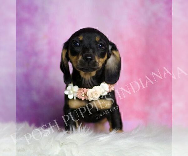 Medium Photo #2 Dachshund Puppy For Sale in WARSAW, IN, USA