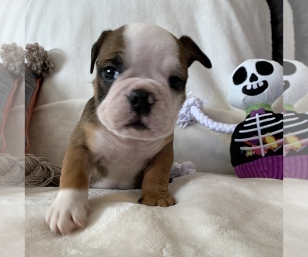 Medium Photo #1 English Bulldog Puppy For Sale in JOHNS ISLAND, SC, USA