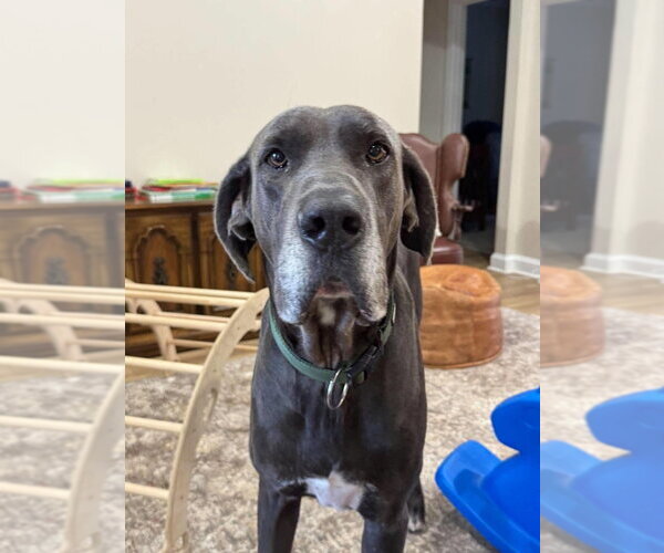Medium Photo #1 Great Dane Puppy For Sale in Bullard, TX, USA