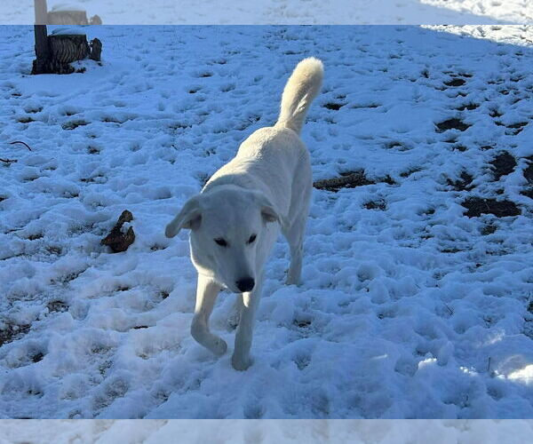 Medium Photo #2 - Mix Puppy For Sale in MIDWAY, UT, USA