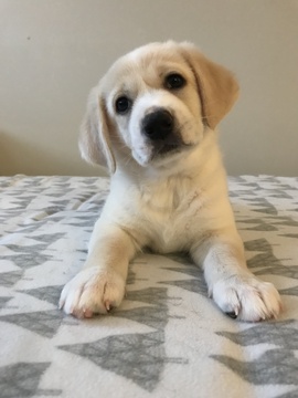 Medium Photo #1 Labrador Retriever-Unknown Mix Puppy For Sale in FORDS, NJ, USA