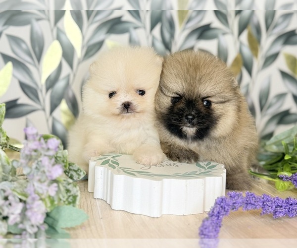 Medium Photo #1 Pomeranian Puppy For Sale in BEVERLY HILLS, CA, USA