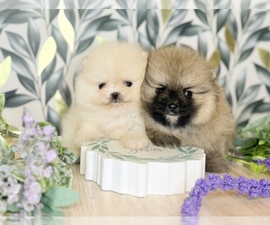 Pomeranian Litter for sale in BEVERLY HILLS, CA, USA