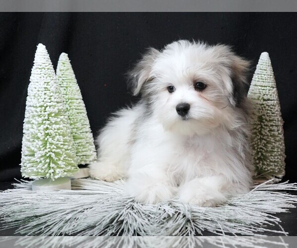 Medium Photo #1 Maltipom Puppy For Sale in ROCK VALLEY, IA, USA