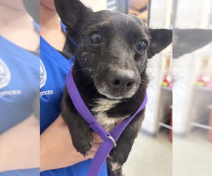 Chihuahua-Unknown Mix Dogs for adoption in San Bernardino, CA, USA
