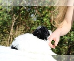 Small #8 ShihPoo