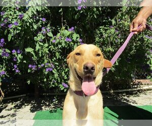 Golden Retriever-Unknown Mix Dogs for adoption in San Diego, CA, USA