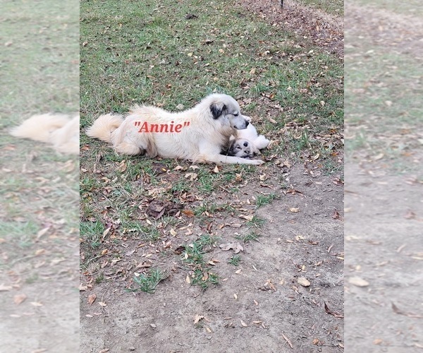 Medium Photo #1 Great Pyrenees Puppy For Sale in ROCKWELL, NC, USA