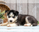 Small #2 Siberian Husky