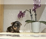 Small #3 Yorkshire Terrier