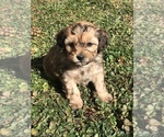 Small Photo #5 Shih-Poo Puppy For Sale in BOWLING GREEN, KY, USA