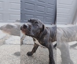 Small Photo #26 America Bandogge Mastiff Puppy For Sale in JOLIET, IL, USA