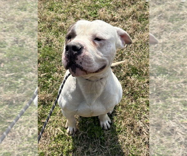 Medium Photo #2 Mutt Puppy For Sale in Glen Allen, VA, USA