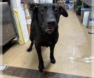 Labrador Retriever Dogs for adoption in Chula Vista, CA, USA