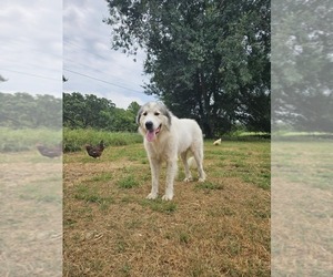 Father of the Great Pyrenees puppies born on 06/08/2025