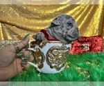 Small #50 French Bulldog