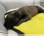 Small Photo #214 Belgian Malinois Puppy For Sale in REESEVILLE, WI, USA