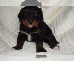 Small Photo #9 Bernedoodle Puppy For Sale in OMAHA, NE, USA