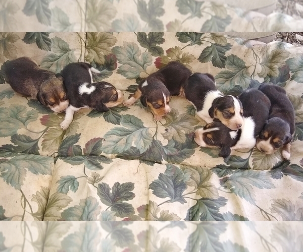 Medium Photo #2 Beagle Puppy For Sale in GREENCASTLE, IN, USA